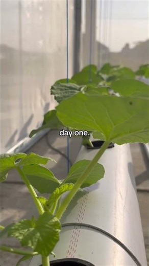 Mencoba di halaman rumah sampai membangun greenhouse yang lebih besar #foryou #melon #fyp
