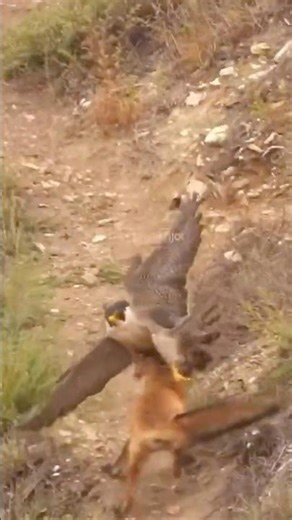 Brutal attack from the sky