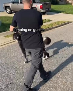 How to Loose Leash Walk Hyper Puppies #puppytraining #clickertraining #forcefreedogtraining #dogtrainingtips #privatedogtraining #dogobedience | Best Buddy Dog Trainer, LLC