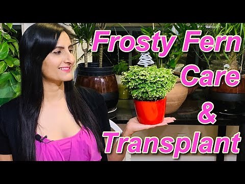 How To Care For Frosty /Christmas Fern Indoors | Watering, Sunlight , Humidity, Transplanting Tips