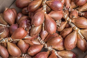 4 étapes à suivre pour faire pousser de bonnes échalotes