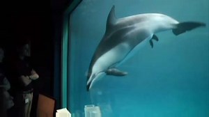 386K views · 6.4K reactions | Visitors to the Shedd Aquarium in...