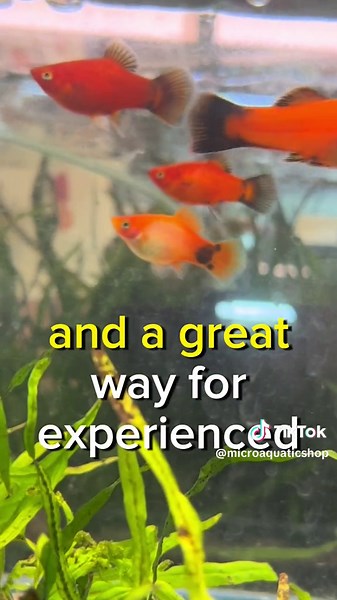 Discover the Mickey Mouse Platies for Your Freshwater Aquarium!