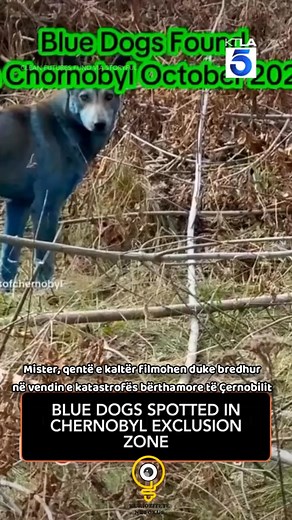 Mister, qentë e kaltër filmohen duke bredhur në vendin e katastrofës bërthamore të Çernobilit | Kuriozitete në Fokus