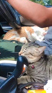 Sape suruh duduk kat situ kan dah jadi gear 😆 #cat #reelsvideo #gelagatsibulus #oyen #kucinglucu | Gelagat Si Bulus