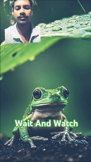 Frog with an Umbrella | Jungle Documentary Series