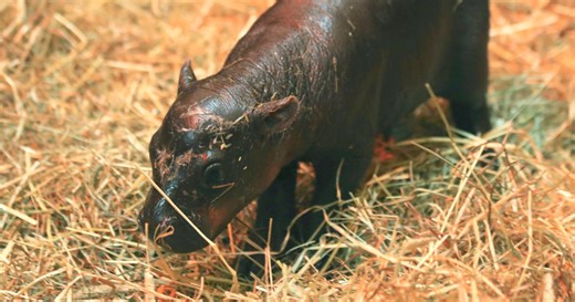 Moo-ve over Moo Deng: New baby hippo Haggis challenges for the cuteness crown