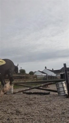 19 reactions · 3 comments | I think my hacking pony loves to jump  Trigger and Carly are flying together. | Karly Muir | Facebook