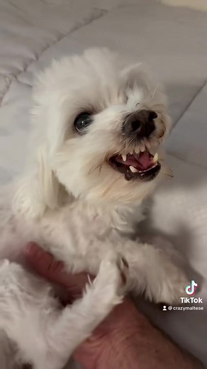 Angry Maltese Dog's Hilarious Bedtime Struggle