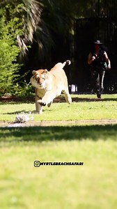 21K views · 656 reactions | Golden Tabby Tiger RUN!  | Kody Antle | Facebook