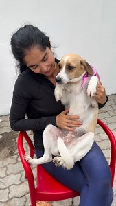 Ariel foi resgatada junto de suas irmãs dentro de um galinheiro, na Ilha de Guaratiba. Com o tempo, todas elas encontraram lar — menos Ariel. Hoje, ela segue no abrigo esperando, com a mesma doçura e calma de sempre. Ariel é uma cadelinha tranquila, carinhosa, linda e muito companheira. Já está castrada e vacinada. Ela só precisa de uma chance para ser feliz de verdade. 💛 | Indefesos
