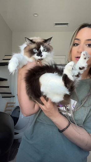 Adopting More Cats - Pros and Cons Explained