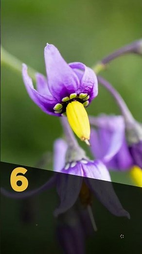 Top 10 Most Poisonous Flowers in the World#shorts