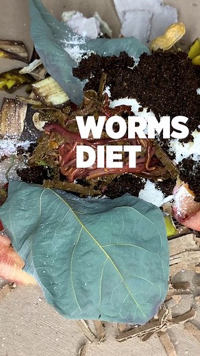 What Can Worms Eat? Exploring Their Diet