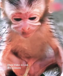 200K views · 3.6K reactions | Mother monkey abandons baby monkey after birth, leaving baby monkey crying alone on the ground! | Kosol Page | Facebook