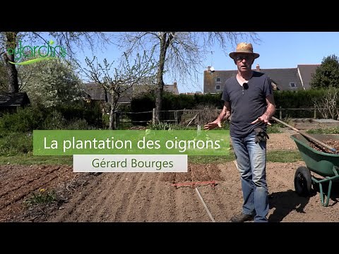 CULTURE ÉCOLOGIQUE des OIGNONS, PRÉPARATION, PLANTATION et ASSOCIATIONS EFFICACES