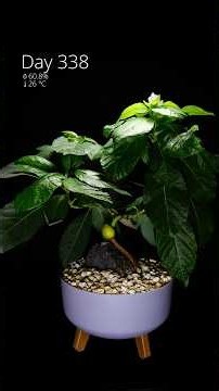 Seed to Avocado Bonsai🥑 #timelapse #diy #bonsai #tutorial