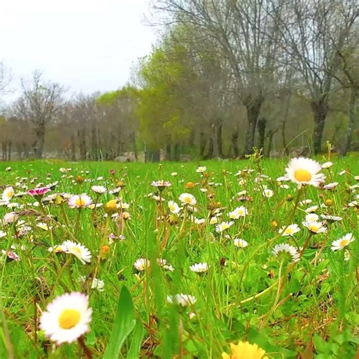 🌦️🌼 Fresh Spring Therapy & Cozy Rain 🌦️ Soothing Relaxation Healing Nature Sounds