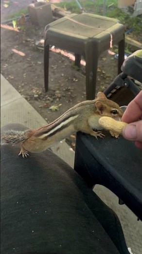 Chipmunk feeding #chipmunks #animals #wildlife