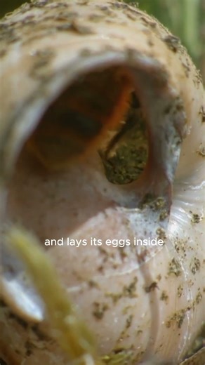 This Tiny Bee Uses Snail Shells as Houses #mysteryvault