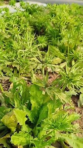 #culantro #coriander #mexicanfood #horticulture