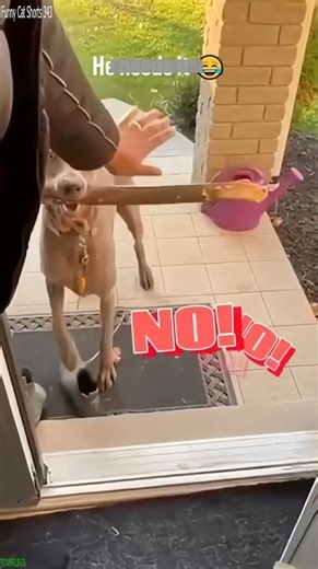 Funny Cat 😅 Cat Fight 🐈‍⬛ # Episode 2014