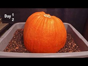 Pumpkin vs Red Wigglers 62-day time-lapse - FAST PLAYBACK - worm vermicomposting