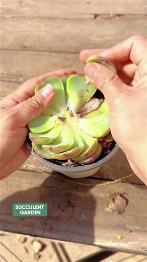 Useful Tips Every Succulent Owner Should Know! 🌵💡