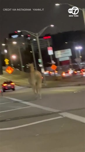 "It's a horse on the highway!" Video posted on social media shows a runaway horse galloping on an exit ramp near JFK Airport before it was brought to safety by fast-acting Port Authority police, according to the agency and its lieutenants' union. | ABC7NY