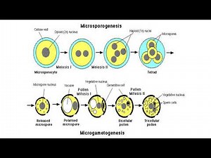 Haploids, Doubled haploids & their applications