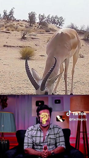 How This Man Changed the Desert Life facts first christian esguerra latest facts to fall asleep to facts 6ix9ine facts of life theme song facts first christian esguerra facts tom macdonald facts young dolph facts lil bibby facts mike sherm facts kevin gates facts of life full episodes facts boy 1m facts jaydayoungan facts about animals