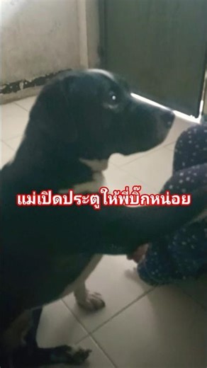 ดูคลิปนี้แล้วจะเข้าใจ เขารู้เรื่องทุกอย่าง เพียงแต่พูดไม่ได้‪@สัตว์เลี้ยงน่ารัก-ฟ5ด‬ #dog #หมา