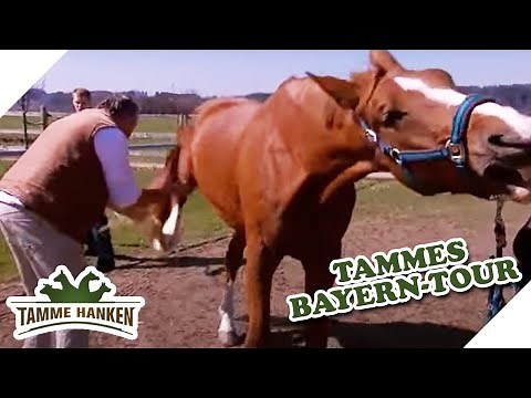 Knack & Schnack: Der XXL-Pferdeflüsterer lässt es knacken | 2/2 | Tamme Hanken