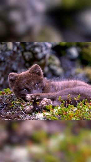 Kristoff Druva 𓃦 Wildlife Photographer 𓅓 | Nothing cuter than animals fighting a nap! I absolutely love when an animal becomes so comfortable with me that it beds down to sleep! I... | Instagram