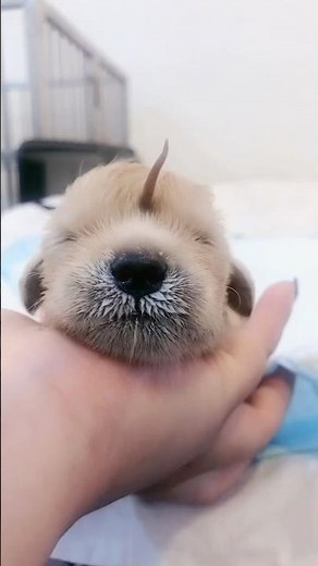 This magical Unicorn puppy was born with a tail on her head 🦄🥰