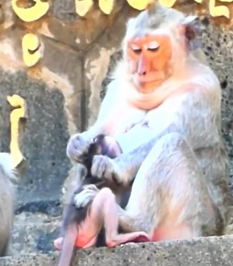 Chill! Monkey #cutemonkey | Cute Monkey