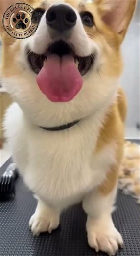 Corgi's First Haircut