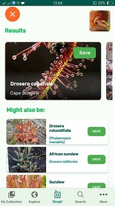 PlantSnap.com identifies Cape Sundew (Drosera capensis), a small rosette-forming carnivorous species of perennial sundew native to the Cape in South Africa. | PlantSnap | Facebook