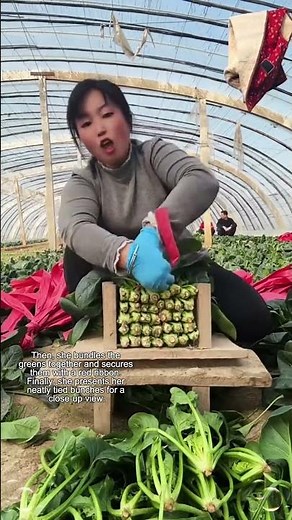 The Process of Gathering Green Vegetables in a Greenhouse Farm