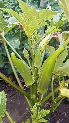 okra farming in Europe