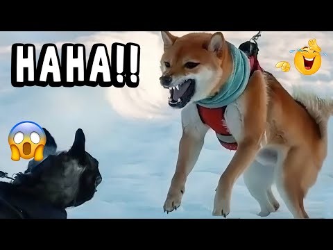 VIRAL FUNNY DOG COMPILATION 2025 – YOU WON’T STOP LAUGHING 🤣🐶 #14