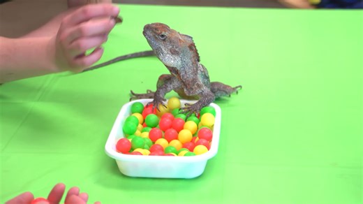 They bought the weirdest reptile products on Amazon - then tested them on real animals