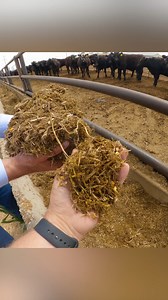 This is NOT What You Think Cattle Eat! 🐄🌾😲 #cattle #beef #cattlefeed #ranchlife #silage #beefproduction #grassfedbeef #beefcattle #feedingcattle #countrylife #lifeinthewest #billingsmontana #trinityvandenacre #trendingnow #viralnow #educational | Life in the West