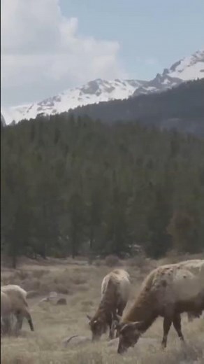 Animals Leaving Yellowstone? True or False? #shorts