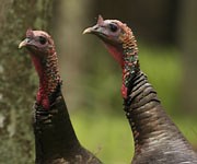 What To Do When Spring Turkey Gobbling Comes to a Halt