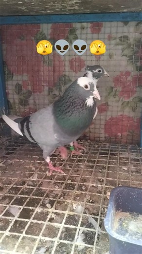 Abluk Cotial Good quality pigeon #youtubeshorts #youtubevideos #ytshorts #shortvideo #vairalvideo