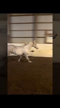 Horse Has an Absolute Blast With Giant Ball || ViralHog