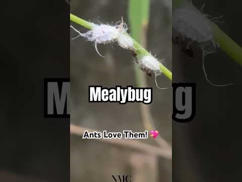 Mealybug – Pseudococcidae | Ants’ Sweet Little Partners 🐜🍬#bugidentification