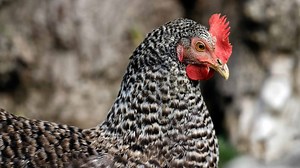Best Laying Hen Breeds