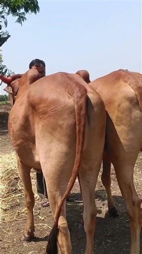 new video lal kandhari bail jodi #royalshetakari #shoetsvideo #tranding #song #viral